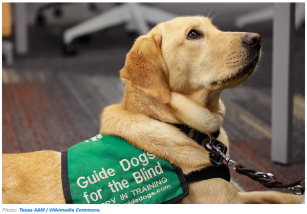 Explained: United Airlines’ Pet Policy – CanSky Aviation